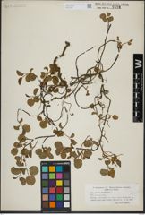Foto von Salix herbacea L.